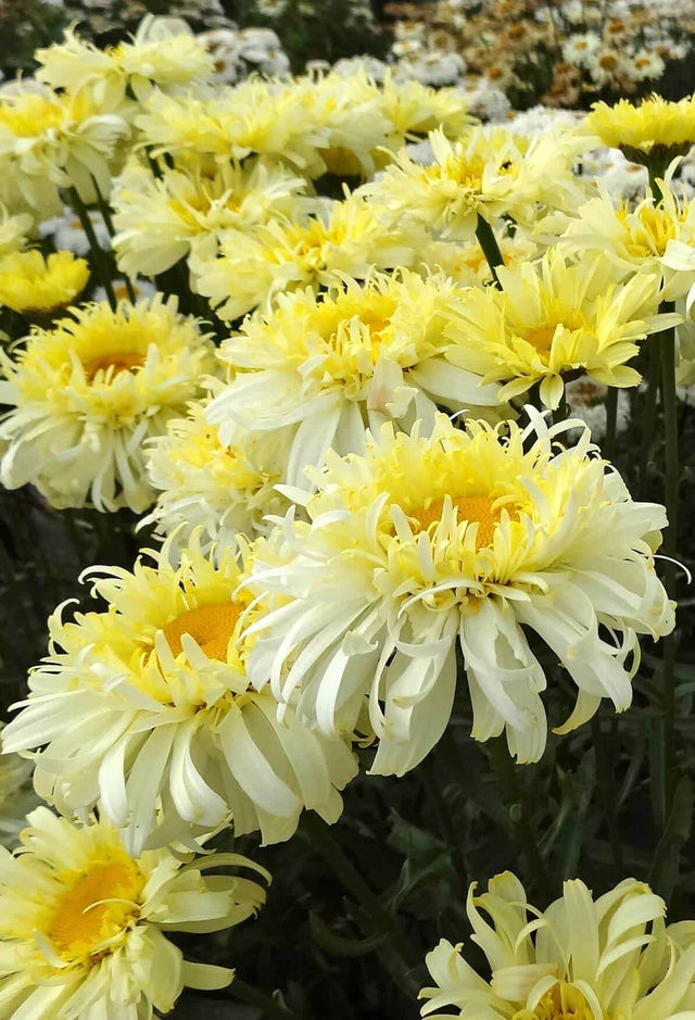 real charmer leucanthemum shasta daisy blooms