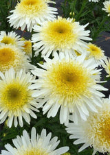 realy glory leucanthemum shasta daisy blooms