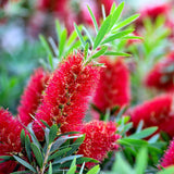 Bright Red fibrous bottle brush like blooms of the Red Cluster Bottlebrush shrub  