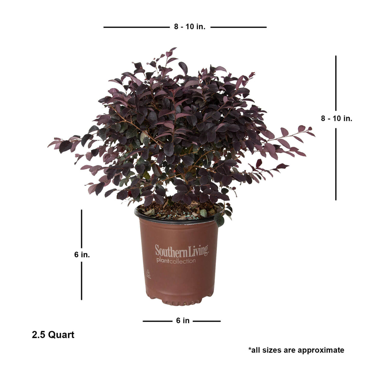 southern living 1 gallon red diamond loropetalum chinese fringe flower plant for sale online