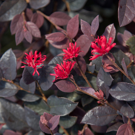 red loropetalum blooms over purple leaves