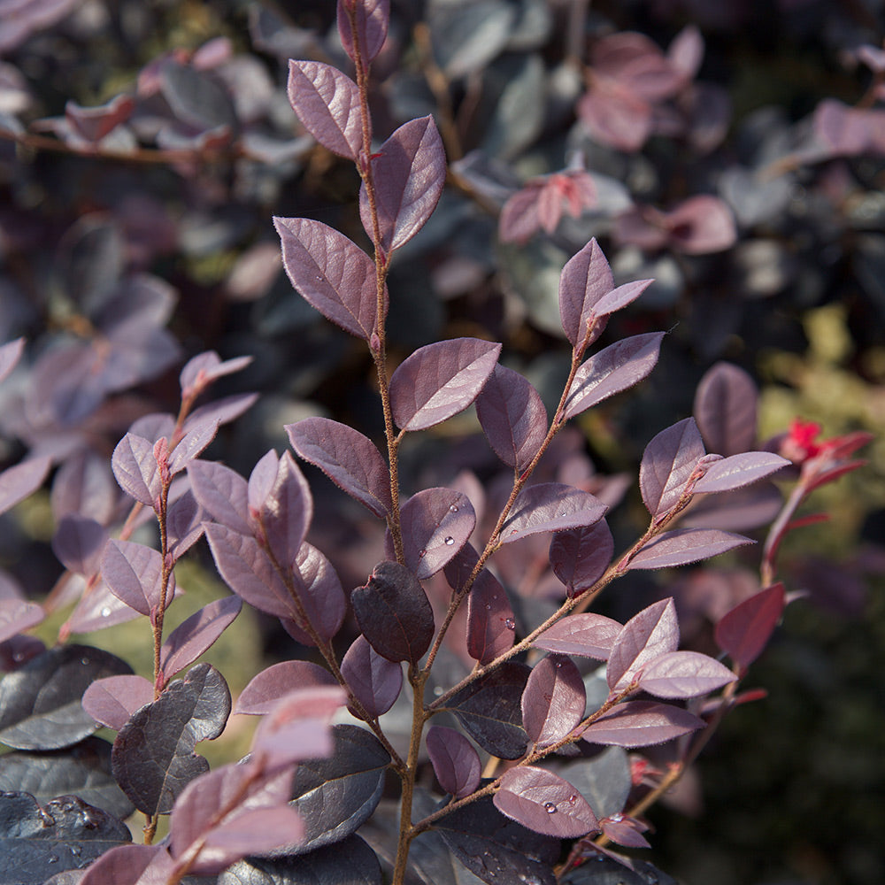 Purple Foliage on a loropetalum plant
