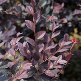 Purple Foliage on a red diamond loropetalum plant