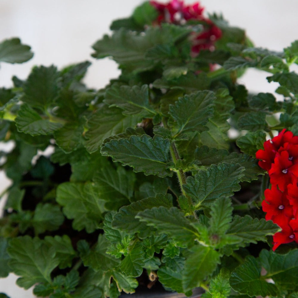red verbena verbain groundcover perennial flower for sale