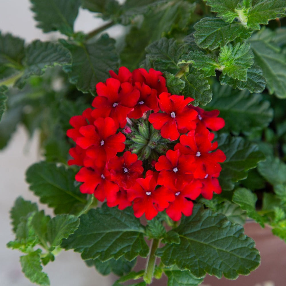 red verbena verbain groundcover perennial flower for sale