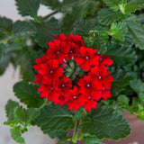 red verbena verbain groundcover perennial flower for sale