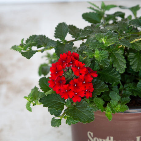 red verbena verbain groundcover perennial flower for sale