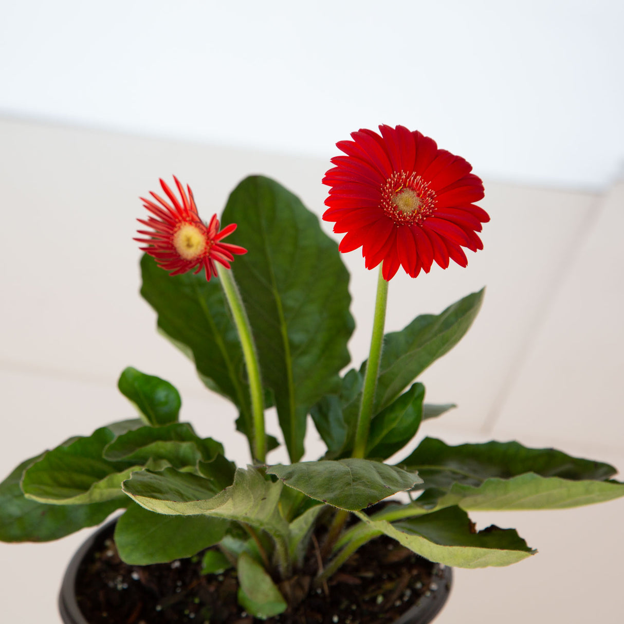 Red Garden Jewels™ Gerbera Daisy