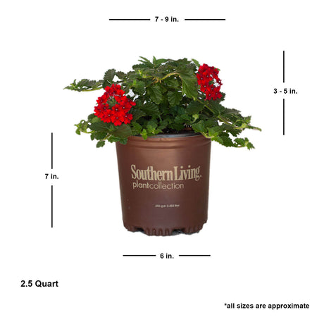 southern living red verbena perennial potted plant for sale online