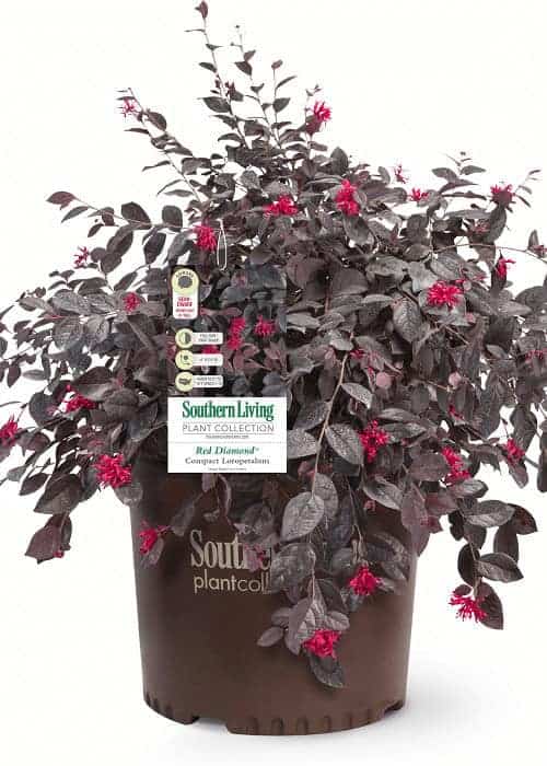 Red Diamond Loropetalum in a southern living plant collection pot