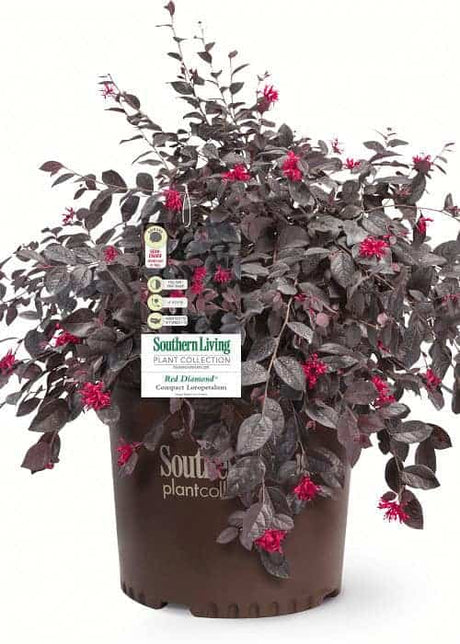 Red Diamond Loropetalum in a southern living plant collection pot