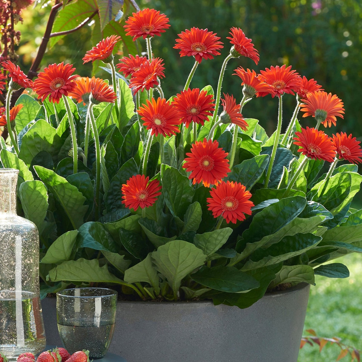 Red Garden Jewels™ Gerbera Daisy