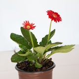 Red Garden Jewels™ Gerbera Daisy