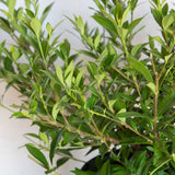spiraea green foliage perennial flowering plant for sale 