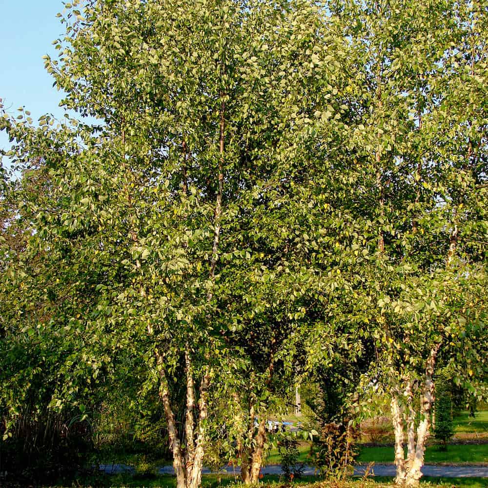 River Birch Trees planted in the landscape