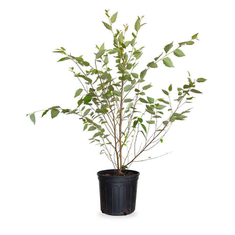 river birch tree for sale with green leaves in a black pot on a white background
