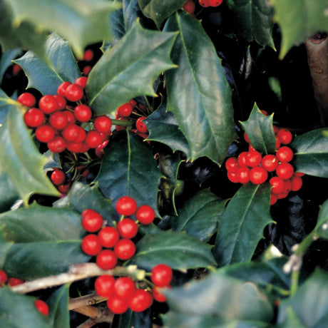 Robin Holly for sale with glossy green leaves and red berries