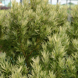 Roman Candle Podocarpus Foliage with long variegated leaves that are beige and light green