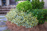 showy evergreen romeo cleyera with green and yellow variegated foliage. brown pine straw adorns the bottom of this planting