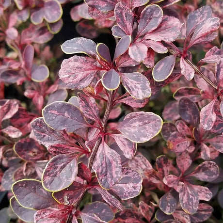 Rose Glow purple barberry foliage. Great barberry shrub for gardeners.