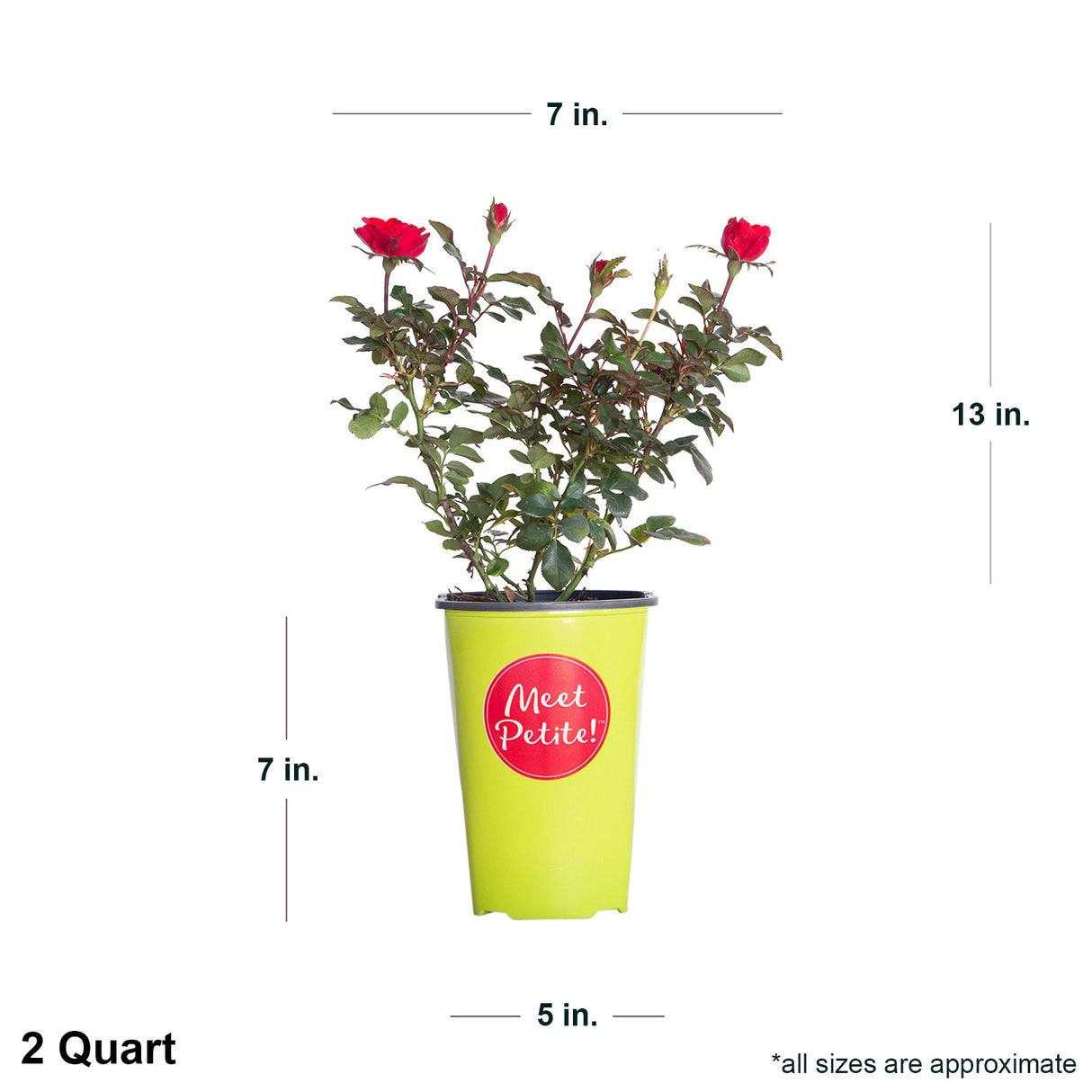 1.65 Quart Petite Knock Out Rose in green container showing dimensions