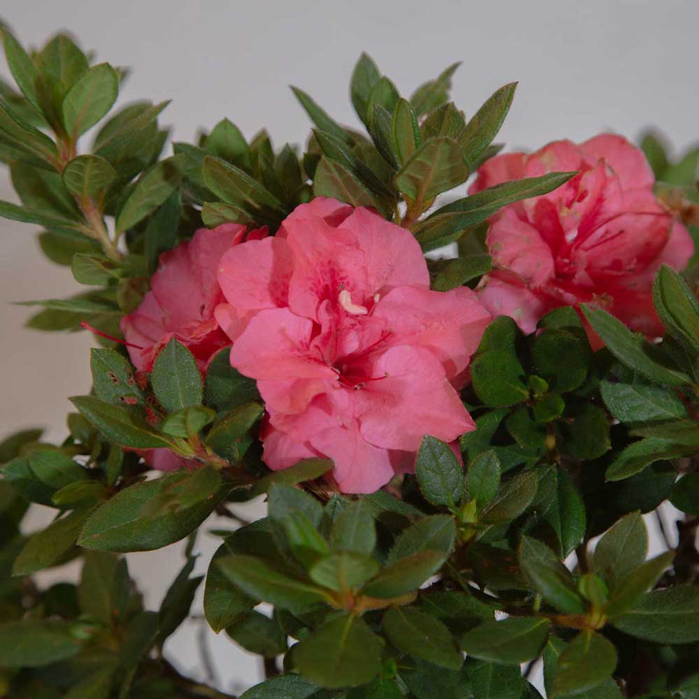 soft pink and spotted down the throat evergreen azalea foliage