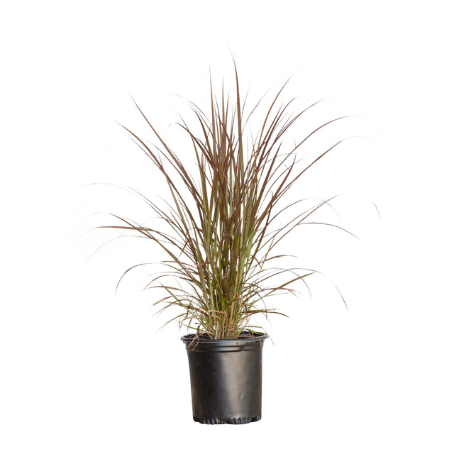 2.5 quart purple fountain grass for sale with long branching purple and green leaves planted in a black nursery pot