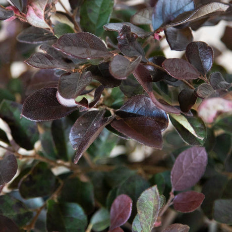 Ruby Loropetalum purple foliage