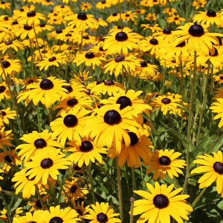 Field of black eyed susan yellow flowers with dark brown centers
