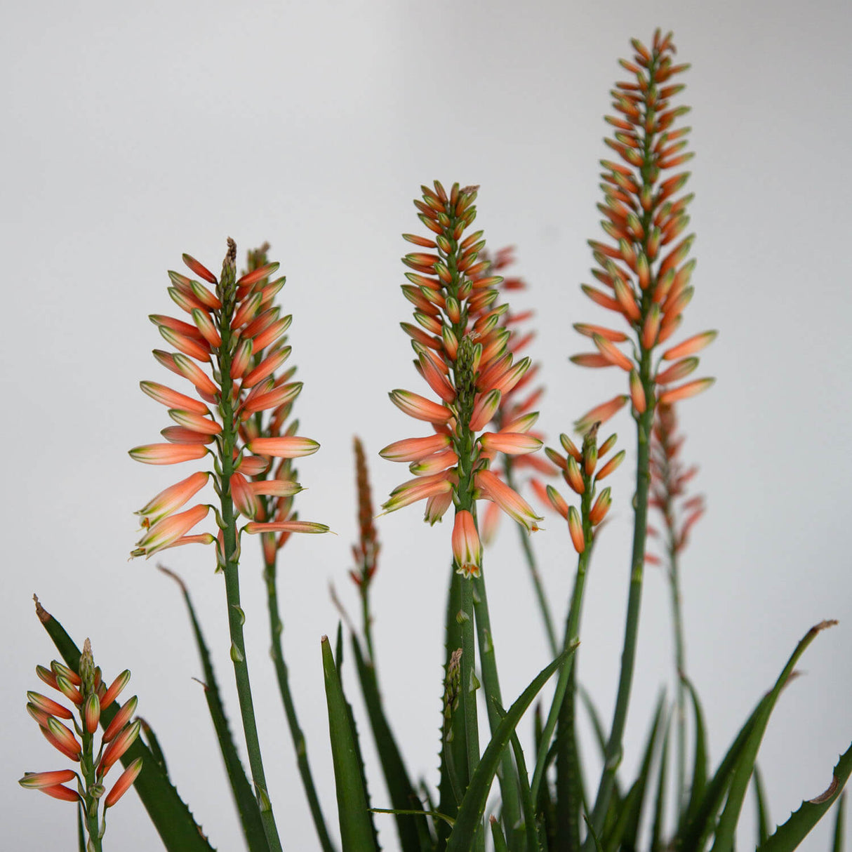 Safari Rose Aloe