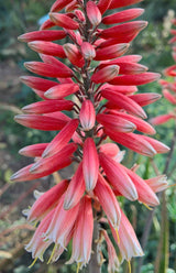 Safari Rose Aloe Bloom