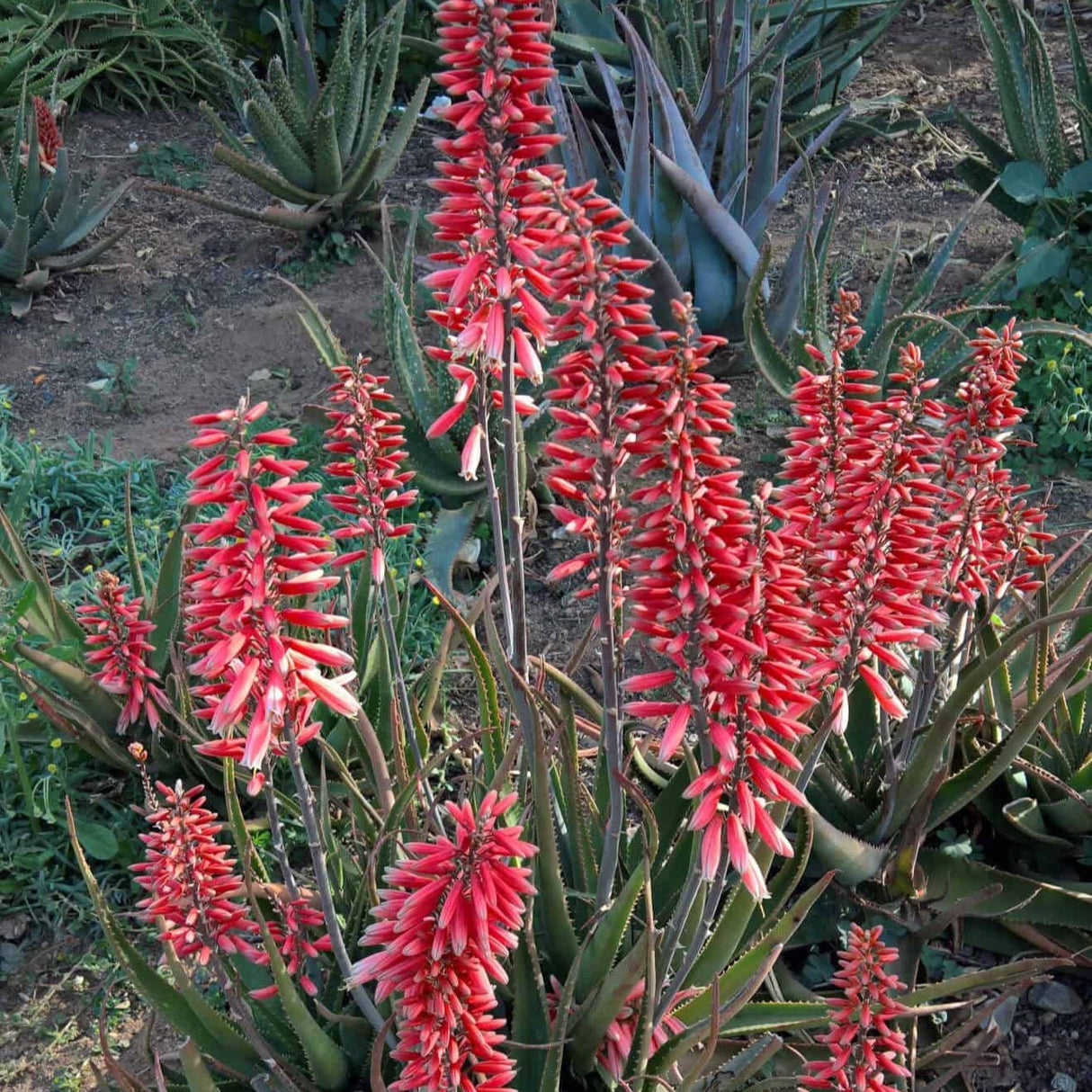 Safari Rose Aloe