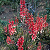 Safari Rose Aloe