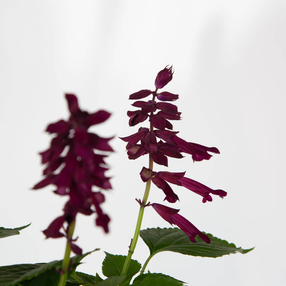 scarlet sage flower salvia splendons purple ornamental