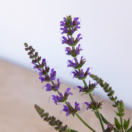 Salvia May Night purple blooms on green stems