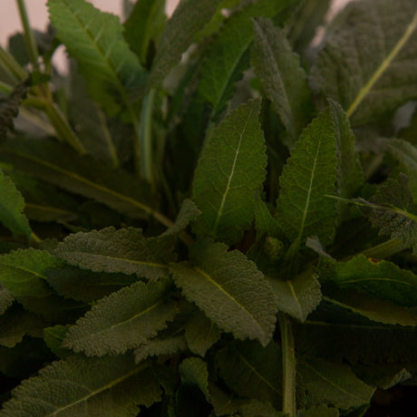 May Night Salvia foliage