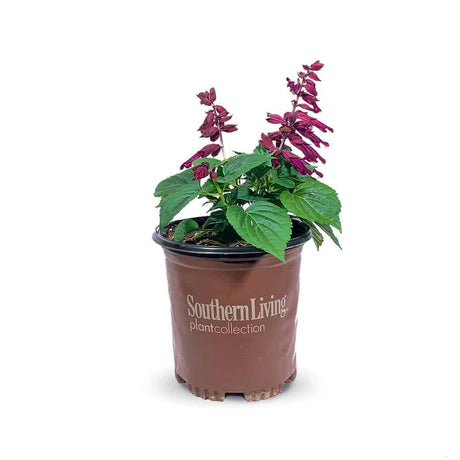 1 Gallon Saucy Wine Salvia for sale with purple flowers and bright green foliage in a brown Southern Living Plant Collection container on a white background