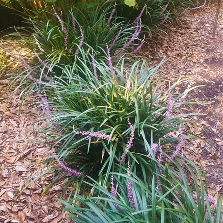 purple blooming samantha liriope grass