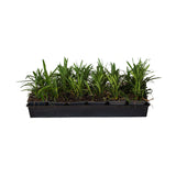 samantha liriope grass for groundcover for sale online 