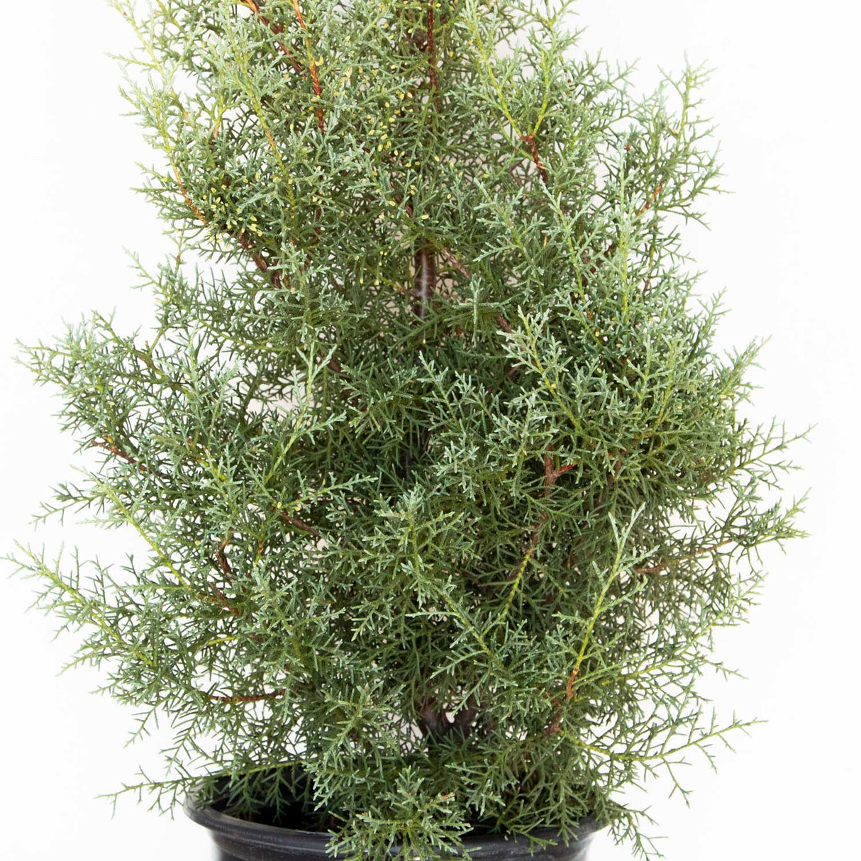 Living Christmas Tree - Carolina Sapphire Arizona Cypress