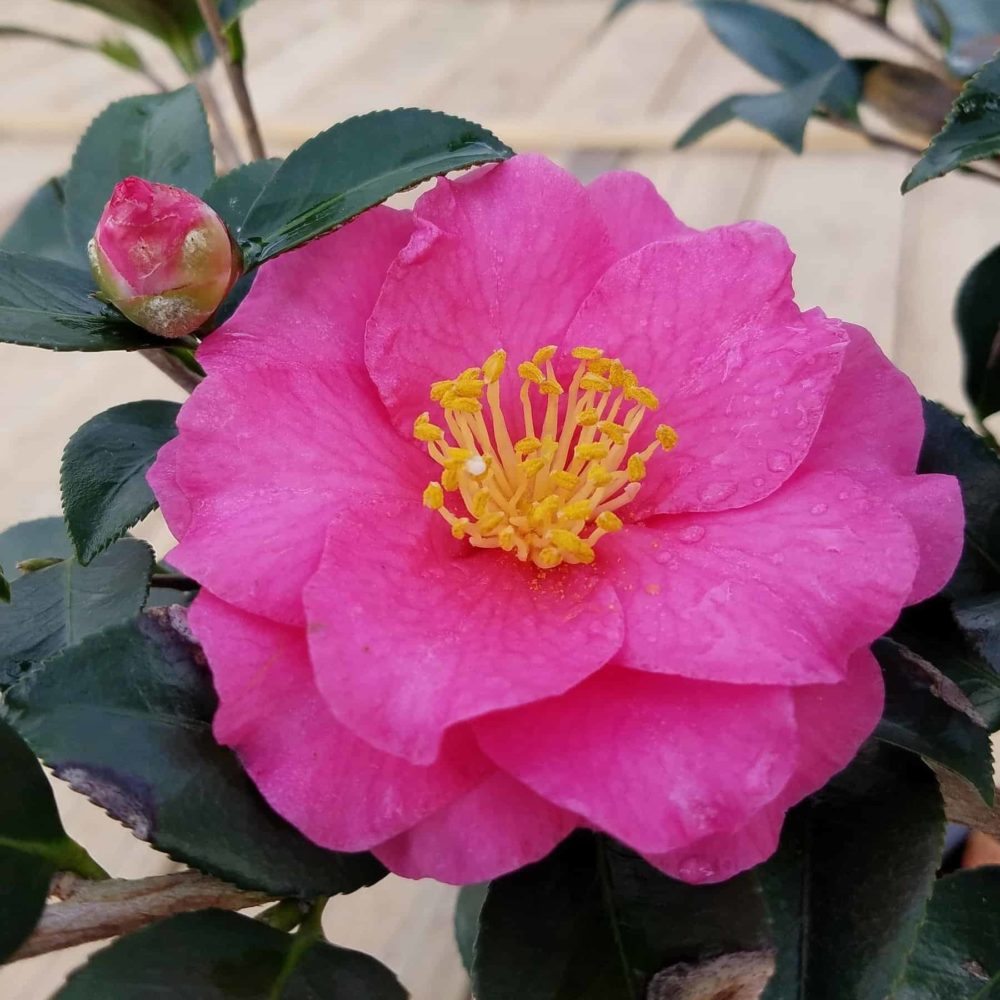 Shi Shi Gashira Camellia Bloom