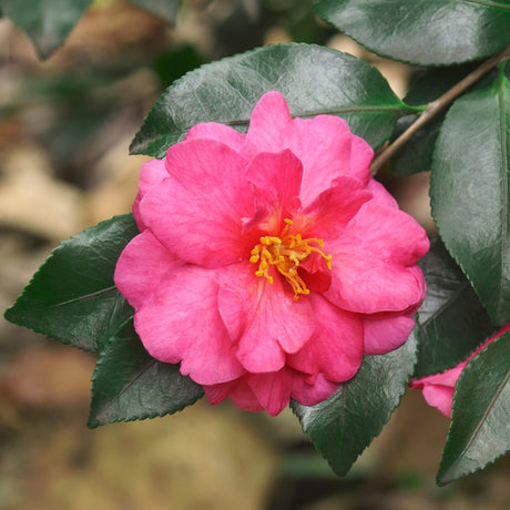 pink shishi gashira camellia bloom on deep green foliage