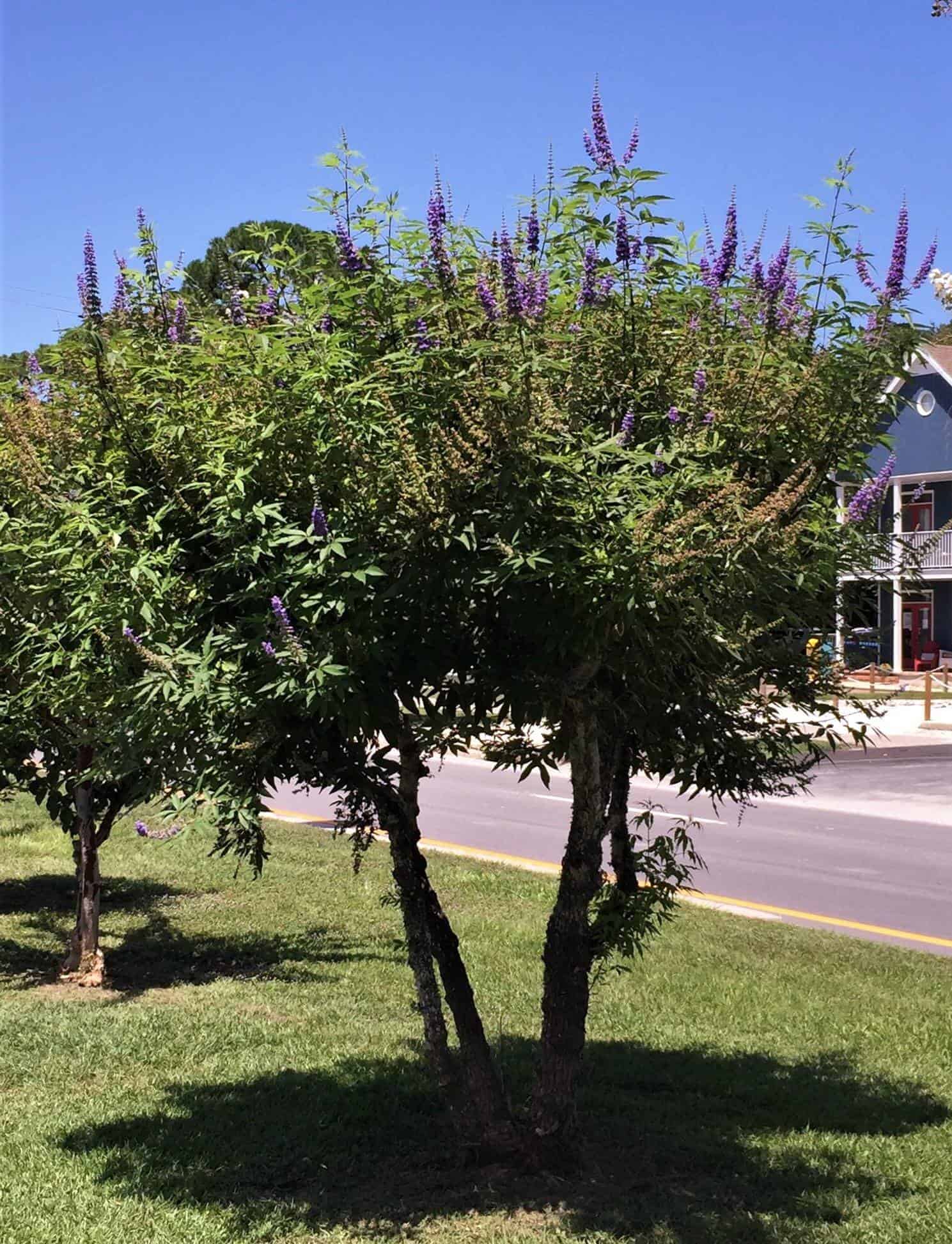 Shoal Creek Chaste Tree | Shop Online with PlantsbyMail.com – Plants by ...
