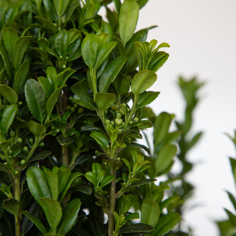 holly sky pencil berries serrated leaves