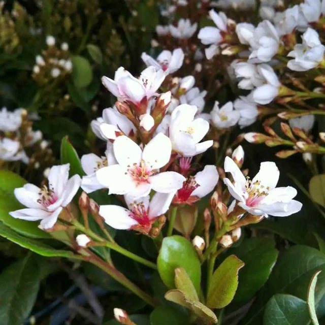 white blooms with medium to light green foliage and several buds