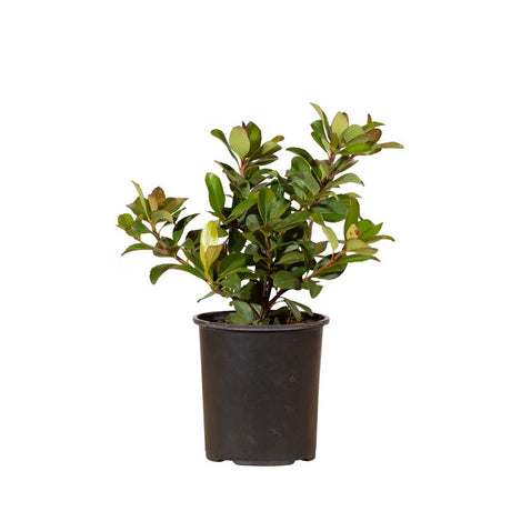 compact fragrant evergreen foliage with clusters of white flowers evergreen indian hawthorn