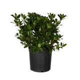 compact fragrant evergreen foliage with clusters of white flowers evergreen indian hawthorn