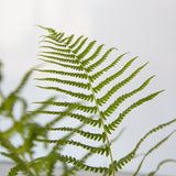 dryopteris marginalis wood fern for sale online