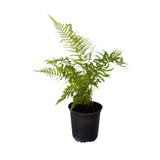 southern wood fern for sale online 
