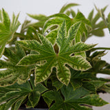 spider web fatsia leaves that feature bright green foliage and creamy variegation along star shaped leaves